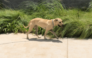 Captura de tela 2025-06-30 150052