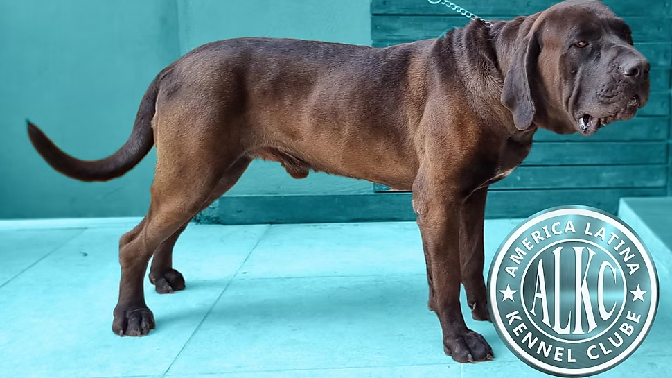 Bullmastiff Brasileiro