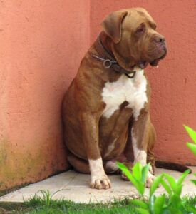 Marechal - Filho de Tornado e Gulag