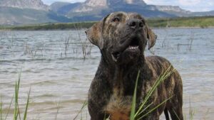 Tornado - Importante padreador, cuja linhagem foi usada em cruzamentos com Dogue de Bordeaux.