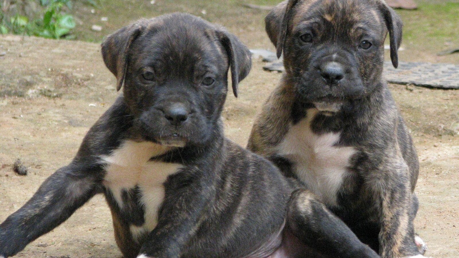Bullmastiff Brasileiro