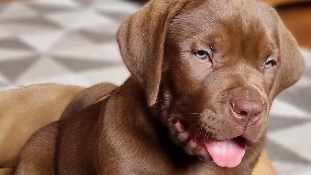 BULLMASTIFF CLUBE DO BRASIL